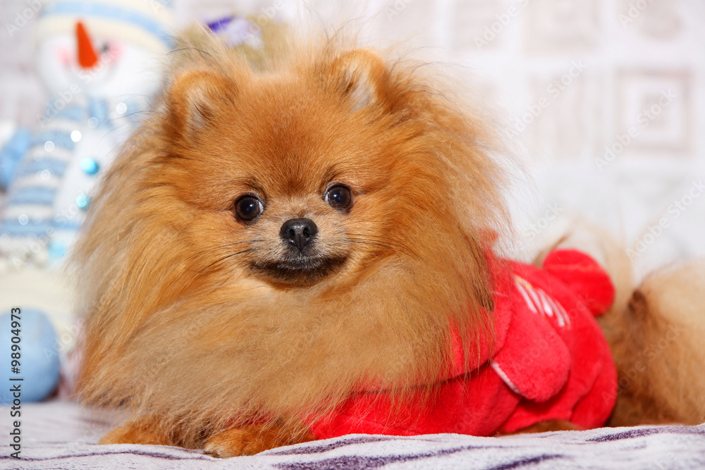 Cute pomeranian dog. Happy dog Cute pomeranian dog. Happy dog