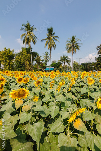 Inside suflowers field in a sunny day,shallow Depth of Field,Focus on suflowers. photo