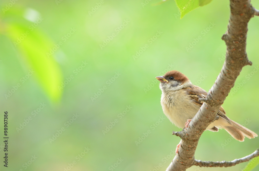 Fototapeta premium スズメの幼鳥