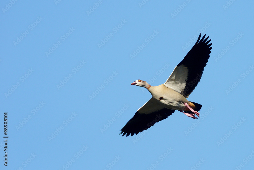 Obraz premium Egyptian Goose, Alopochen aegyptiaca