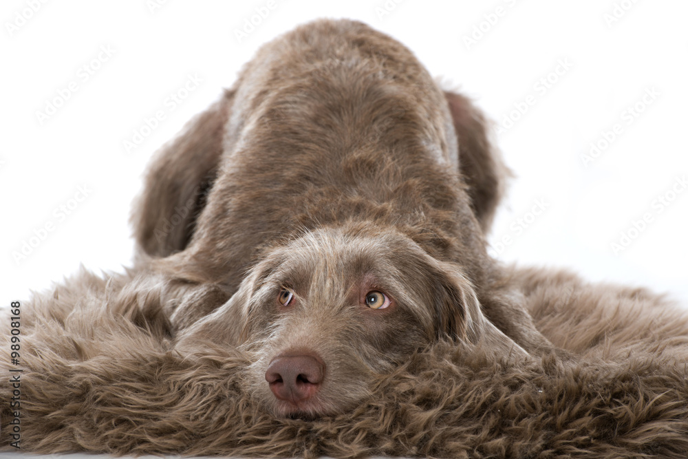 Hund blickt schuldbewußt nach oben Stock Photo | Adobe Stock