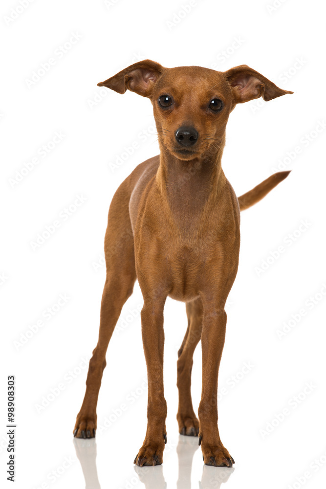 Zwergpinscher