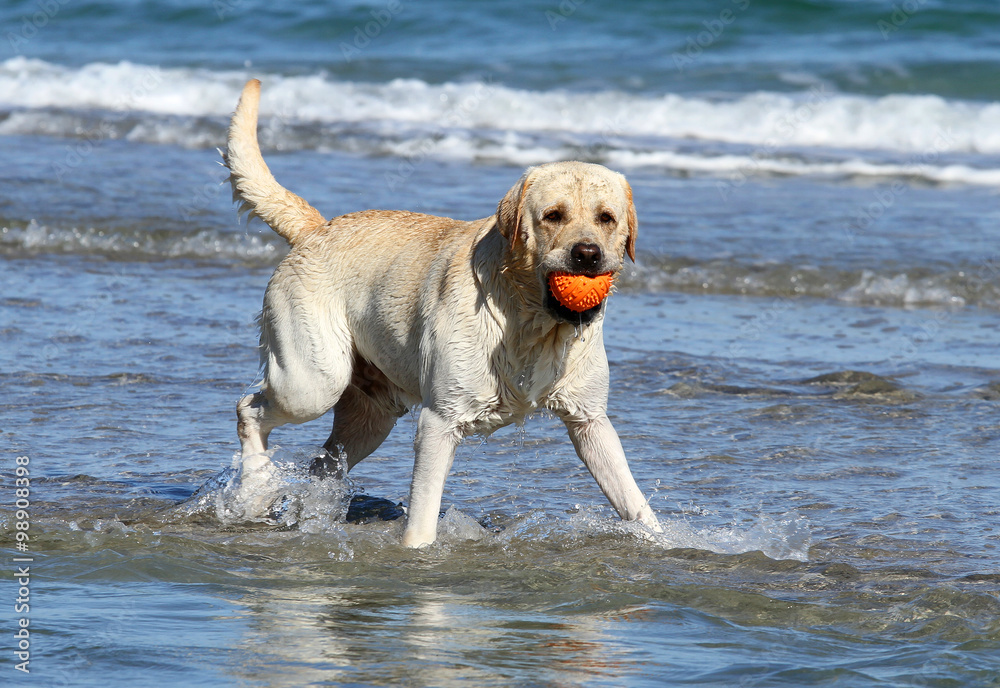 cute yellow labrador with orange ball cute yellow labrador with orange ball