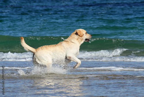 a yellow labrador swimming in the sea © yarvet
