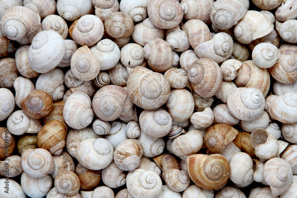 Group of snails Group of snails