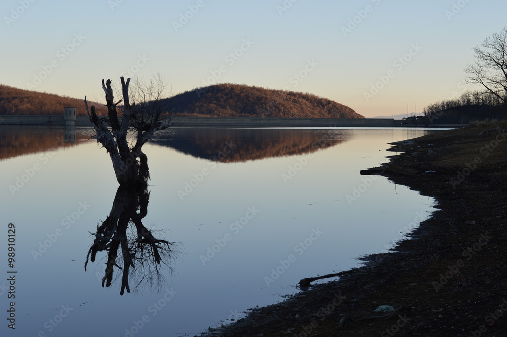 Dried tree in the artificial lake