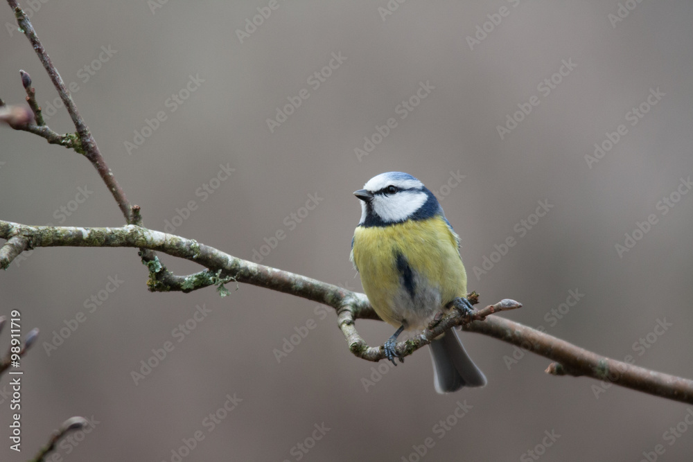Fototapeta premium Mésange bleue