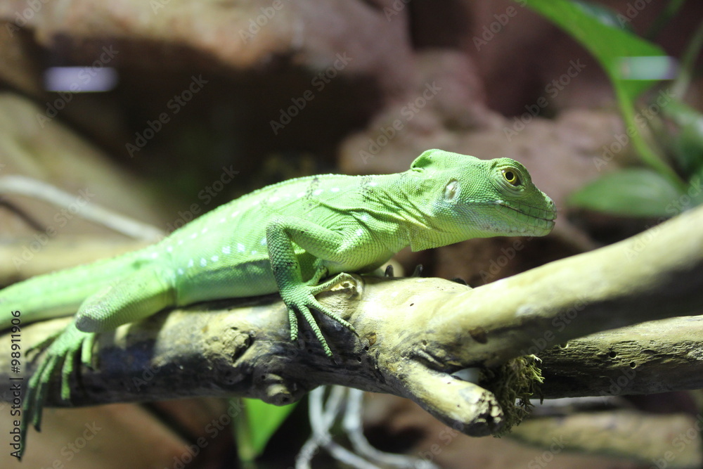 Fototapeta premium Lézard