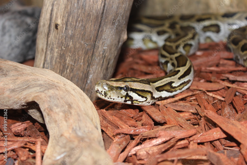 Fototapeta premium Serpent