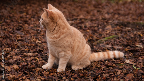 Ginger cat in the forest