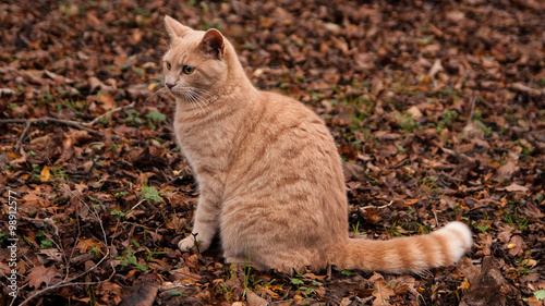 Ginger cat in the forest