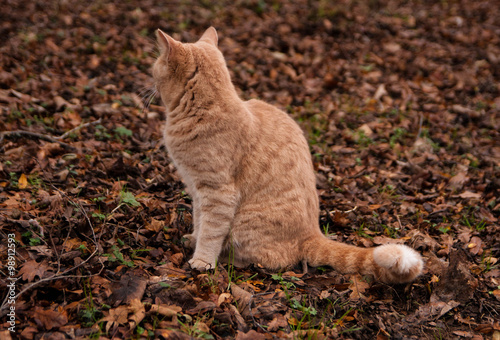 Ginger cat in the forest