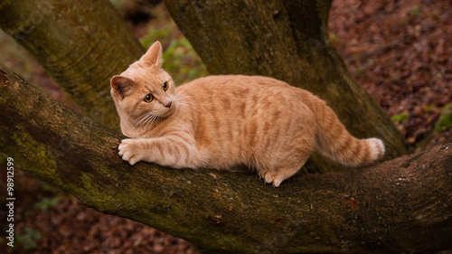 Ginger cat in the forest