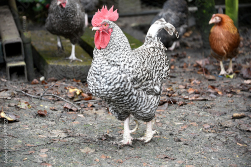 Plymouth Rock Rooster