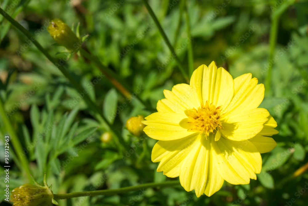 Flower in the park.