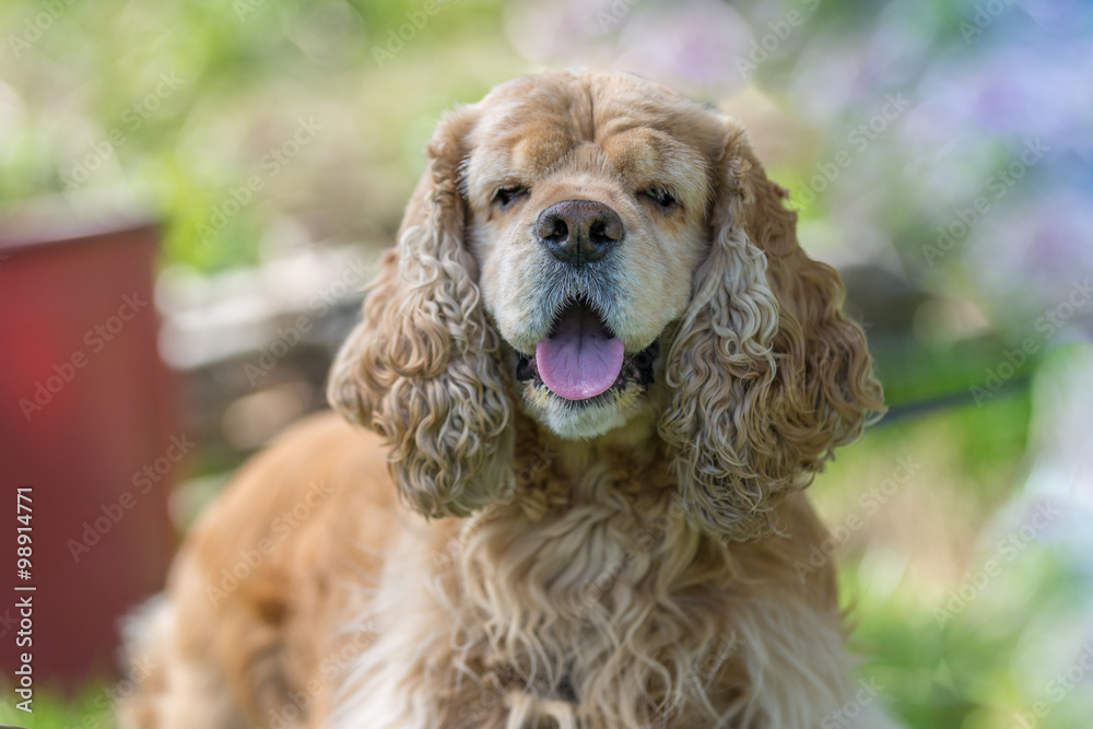 American Cocker Spaniel hoping to get something delicious American Cocker Spaniel hoping to get something delicious