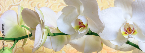 Flowers white orchid