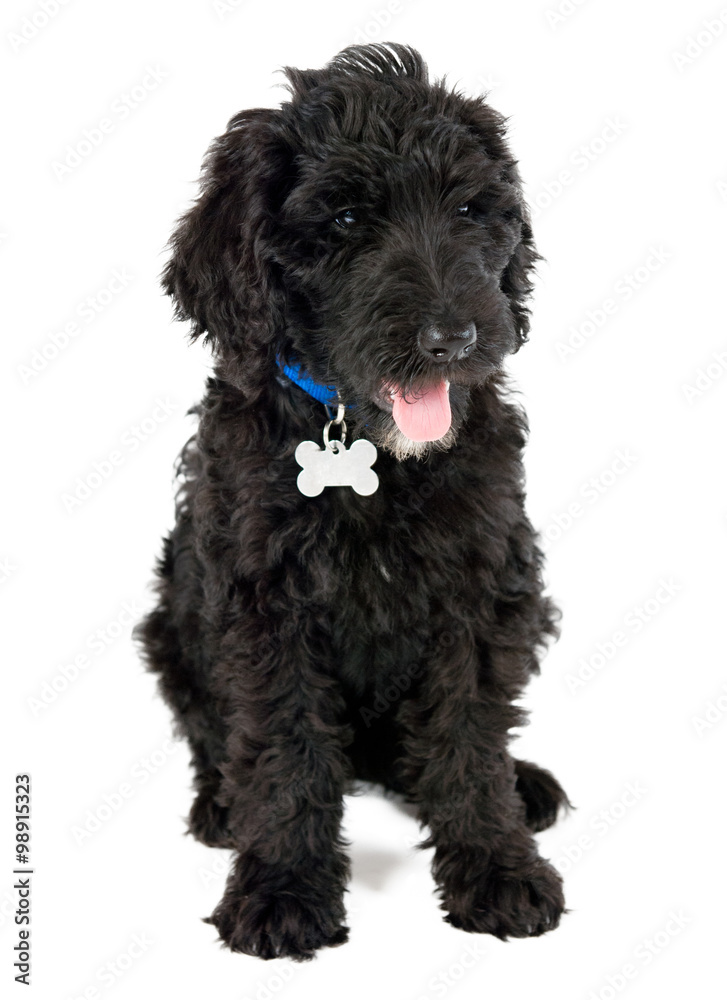 black Labradoodle puppy dog