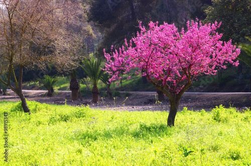 image of Spring Cherry blossoms tree. selective focus photo
 photo