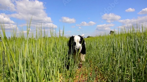 Dog is walking on the trail in the large field