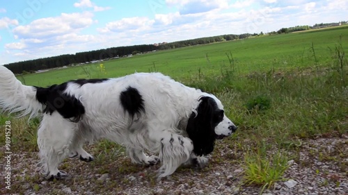 Running dog on the road near the field
