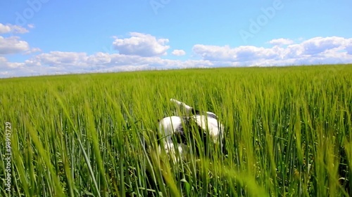 Running dog through the grass in the field