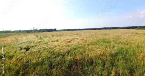 Aerial slow flight above the yellow field in 4K