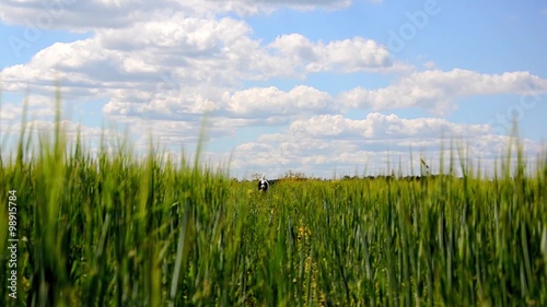 The dog is running in a field directly to the camera