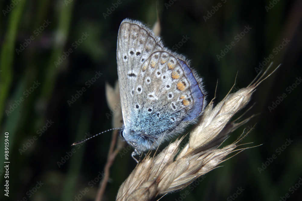Obraz premium Modraszek ikar