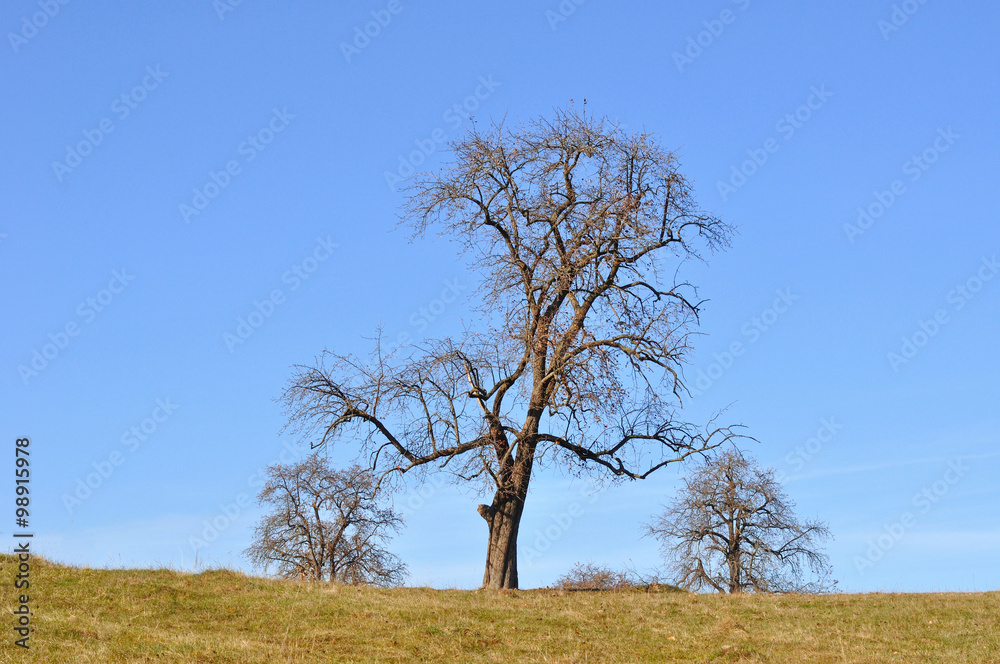 trees in field