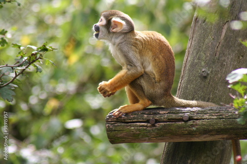 Singe saïmiri