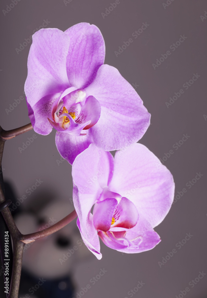 Obraz premium Orchids over gray