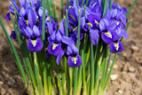 morning flower iris park