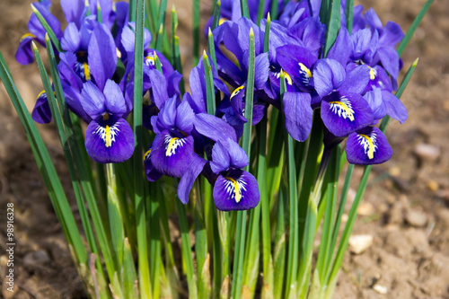 Fototapeta Naklejka Na Ścianę i Meble -  morning flower iris park