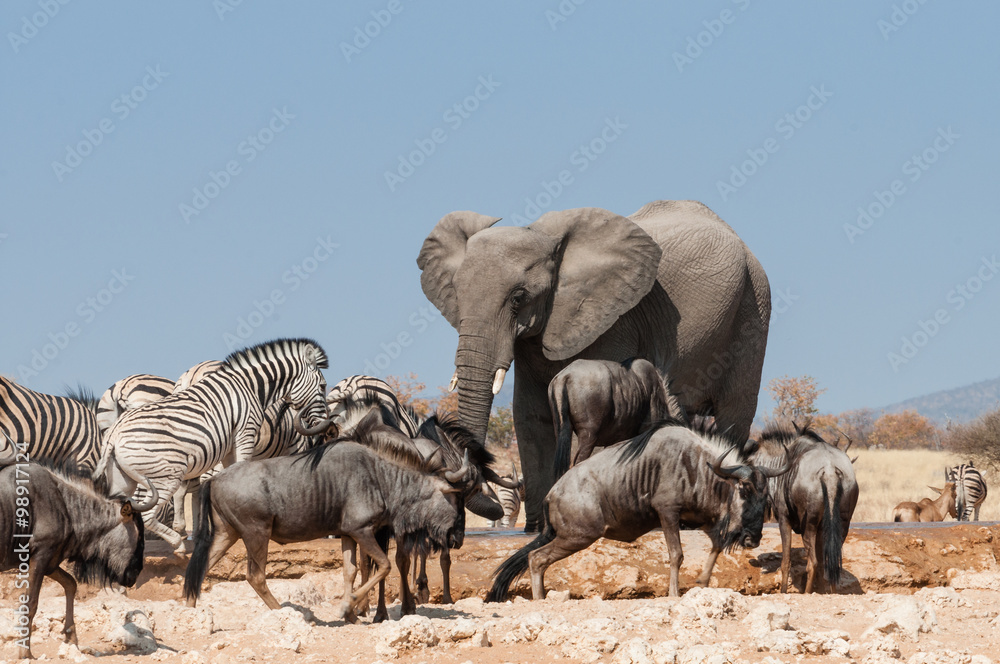 Fototapeta premium Elefant mit Zebras und Gnus am Wasserloch; Etosha Nationalpark
