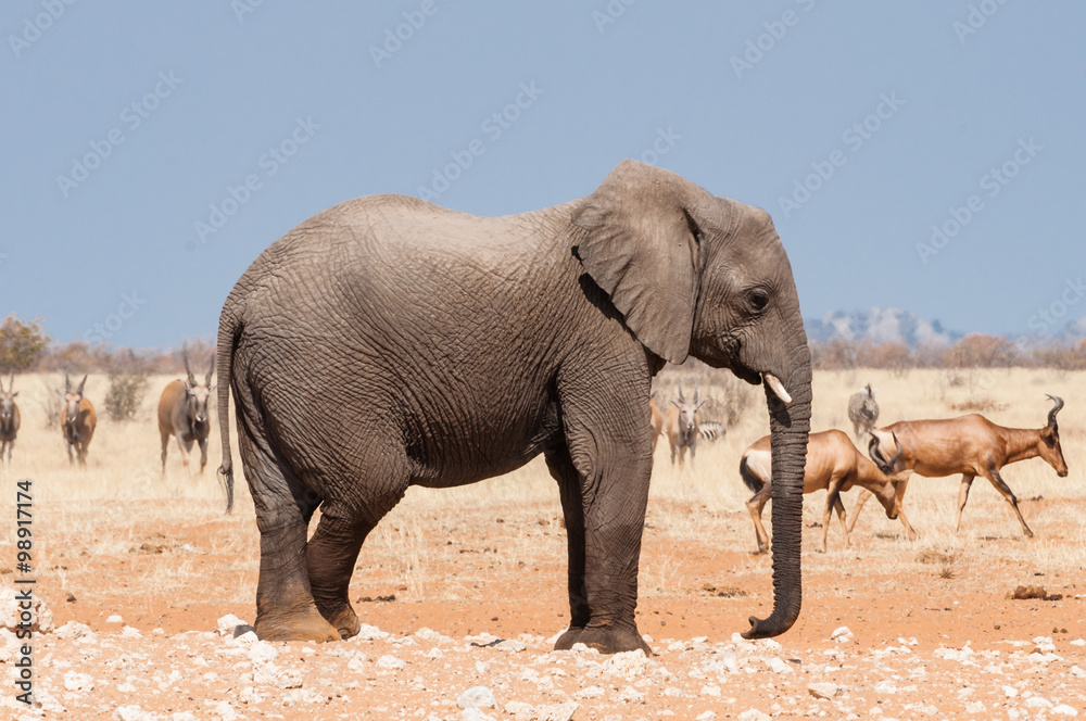Elefant und Antilopen im Etosha Nationalpark; Namibia