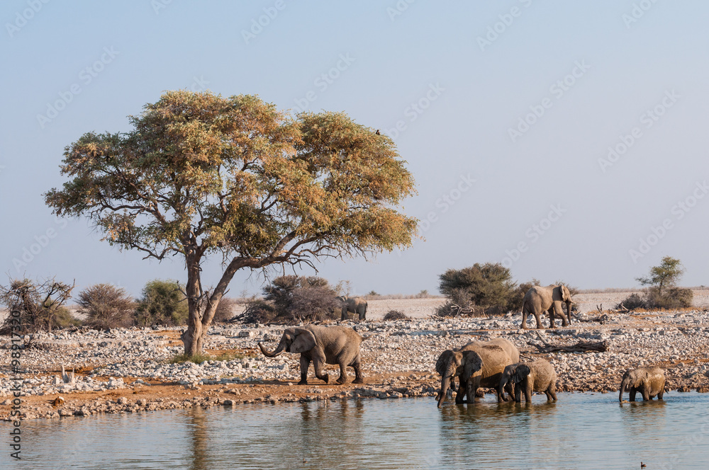 Obraz premium Elefanten am Wasserloch; Etosha Nationalpark; Namibia