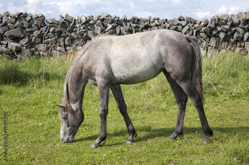 Grey Horse in Field on Inishmore, Aran Islands © kevers