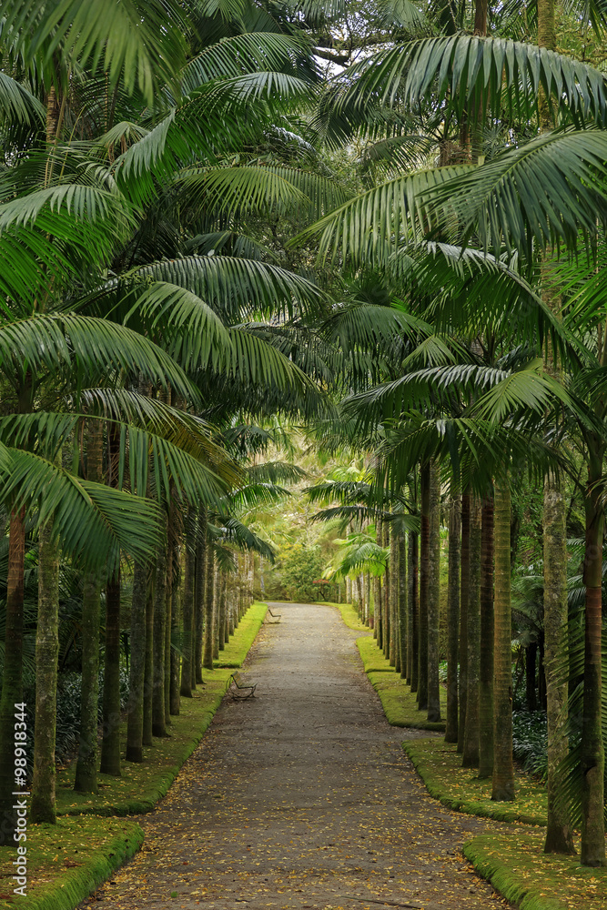 Park with palms and benches Park with palms and benches