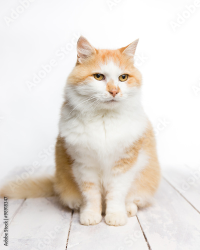 Red and white long haired cat sitting on white painted wood with white background. Selective focus. 