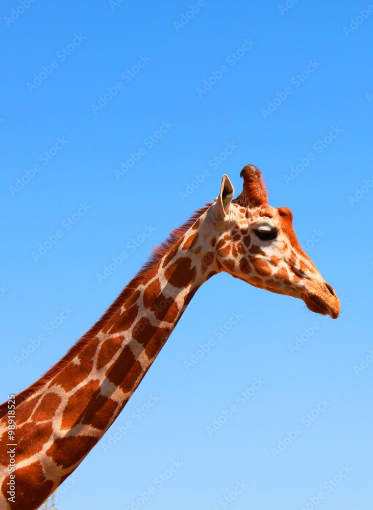 Obraz premium giraffe