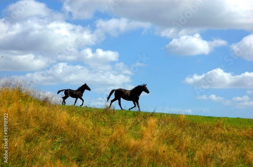 foal, horses