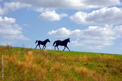 horses