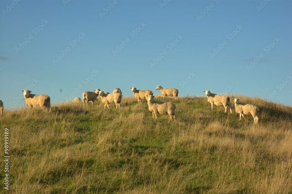 sheep, flock