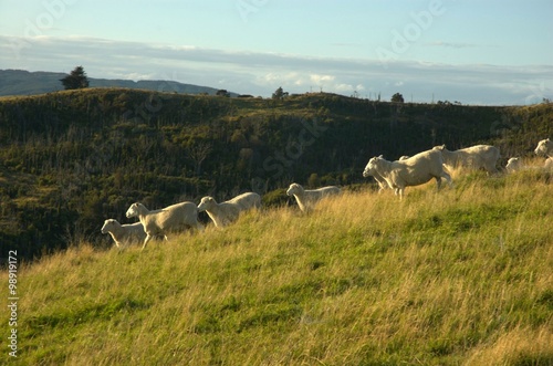 sheep, flock, farm, pasture, meadow, grass, animals, pets, nature, fauna, mammals,
