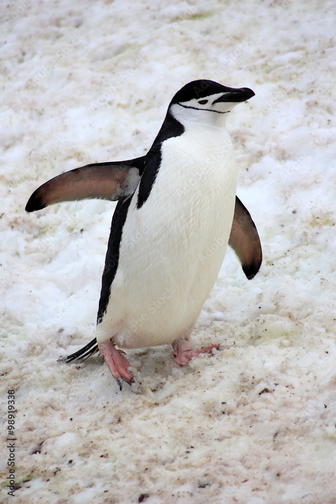 Fototapeta premium Zügelpinguin