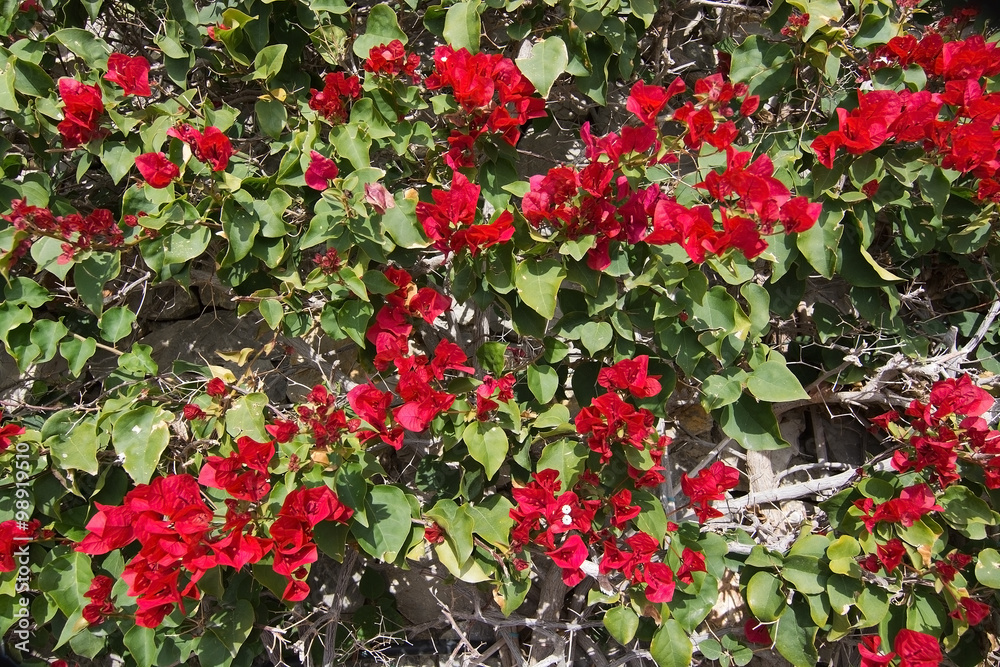 Red bougainvillea flowers full frame