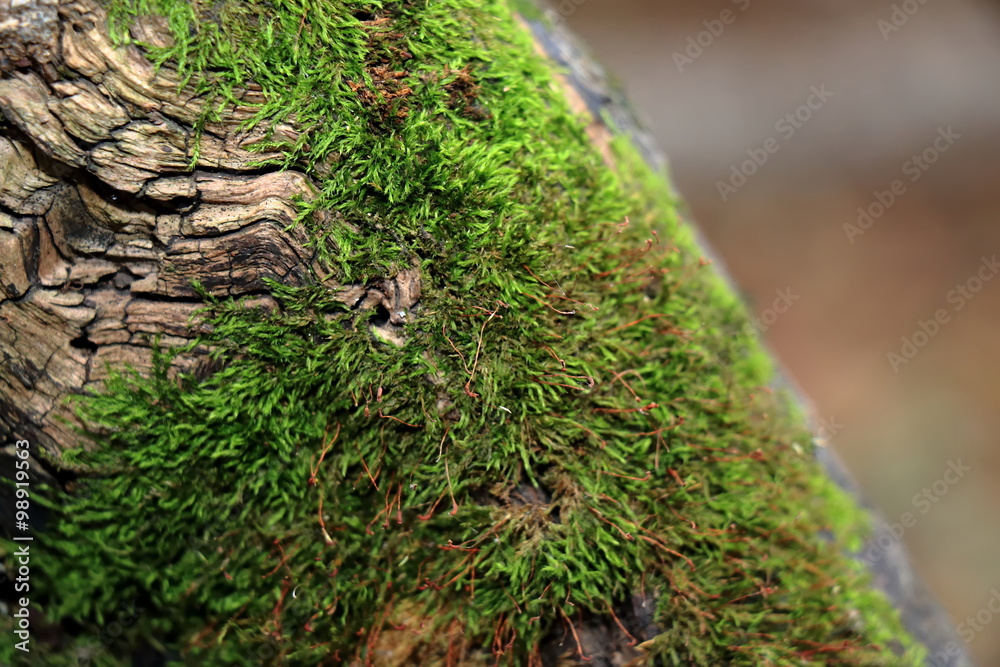 Moss grow on tree bark. Abstract background Moss grow on tree bark. Abstract background