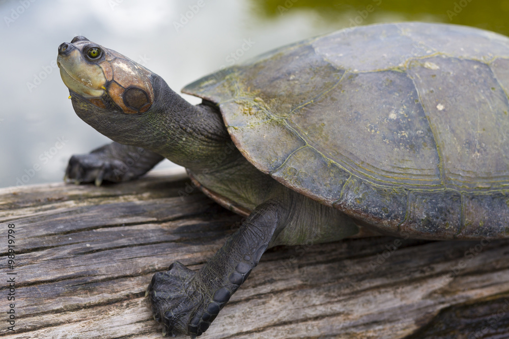 Closeup of river turtle in the Bolivian jungle (Rurrenabaque region). Bolivia Closeup of river turtle in the Bolivian jungle (Rurrenabaque region). Bolivia