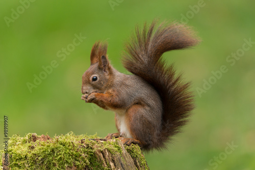 Europ  isches Eichh  rnchen  Eurasian red squirrel  Sciurus vulg